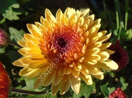 Корейская хризантема Солнцесвет ☘ з.57  (отгрузка  Сентябрь)