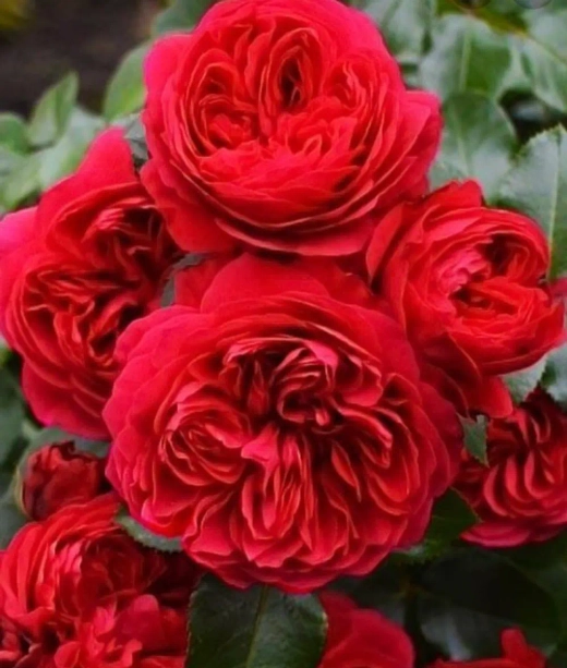 Роза Ред Леонардо да Винчи штамб 120-140 см Закупка М21 весна 2026