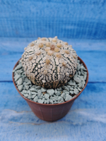 Astrophytum Asterias "Super Kabuto" (Астрофитум)