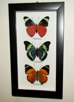 Бабочки Панацеи в рамке