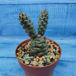 Tephrocactus Articulatus Diadematus (Тефрокактус)