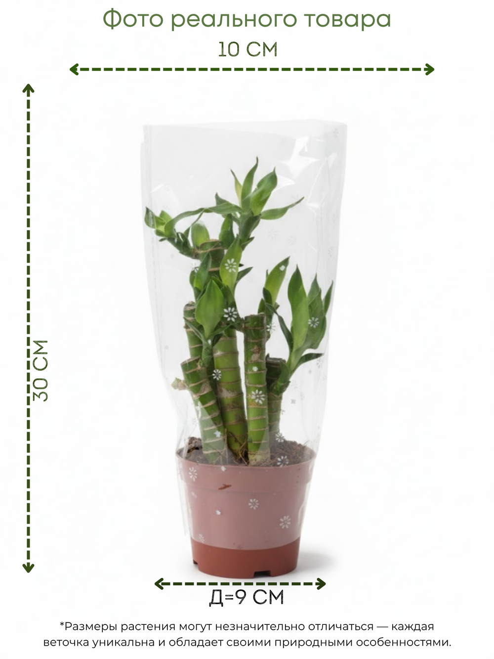 White Aesthetic Indoor Plant Sale Instagram Story