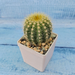 Notocactus Warasii (Нотокактус)