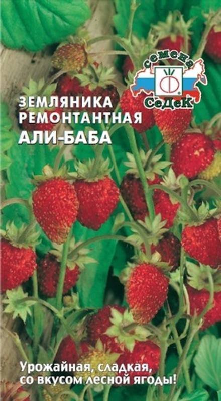 Земляника Али-Баба