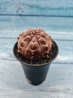 Gymnocalycium Daydream (Гимнокалициум)