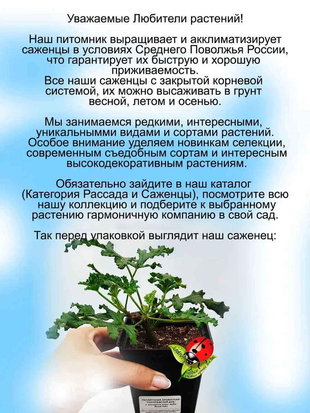 Пеларгония Королевский дуб