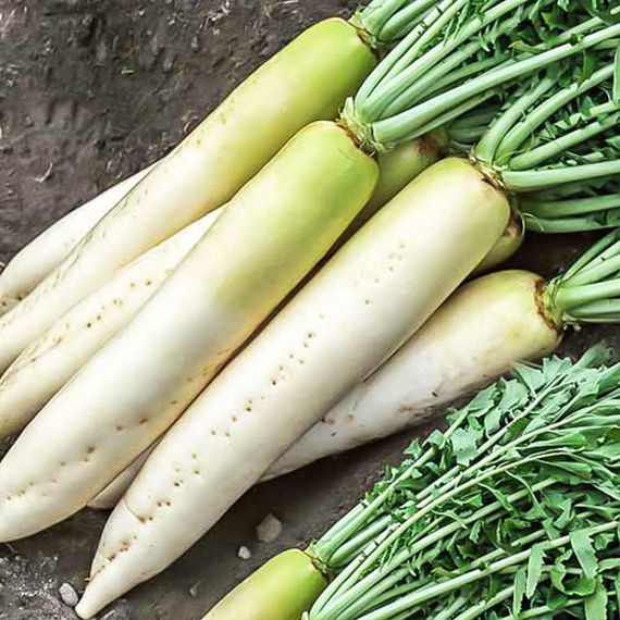 Семена для проращивания дайкона Бейсбол (Гавриш) – фото 3