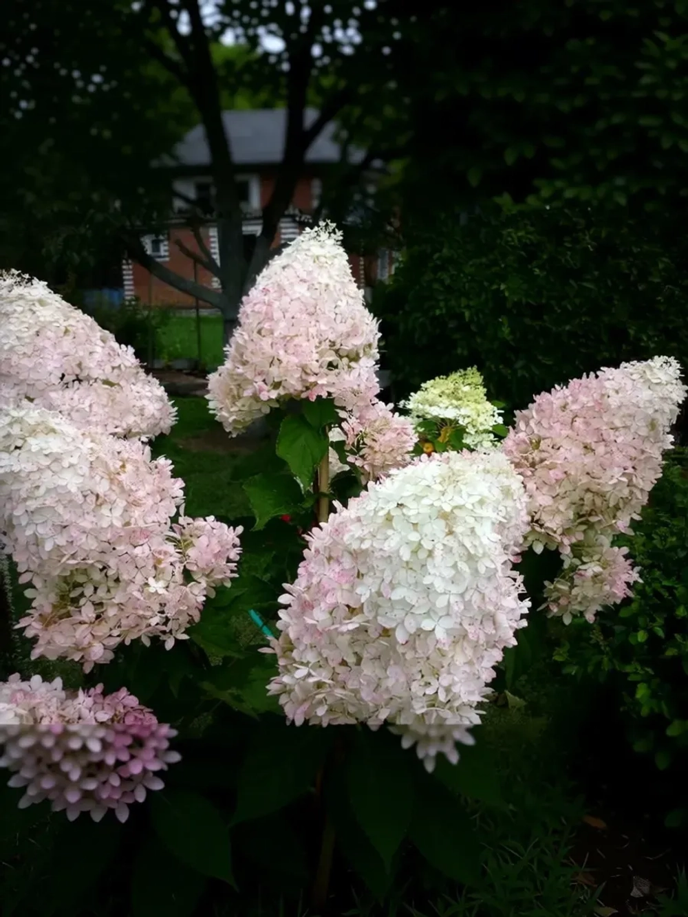 Фантом гортензия метельчатая