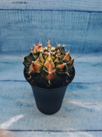 Gymnocalycium Variegata (Гимнокалициум Вариегатный)