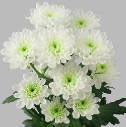 Altaj (NL)