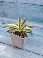 Agave Americana Mediopicta (Агава)