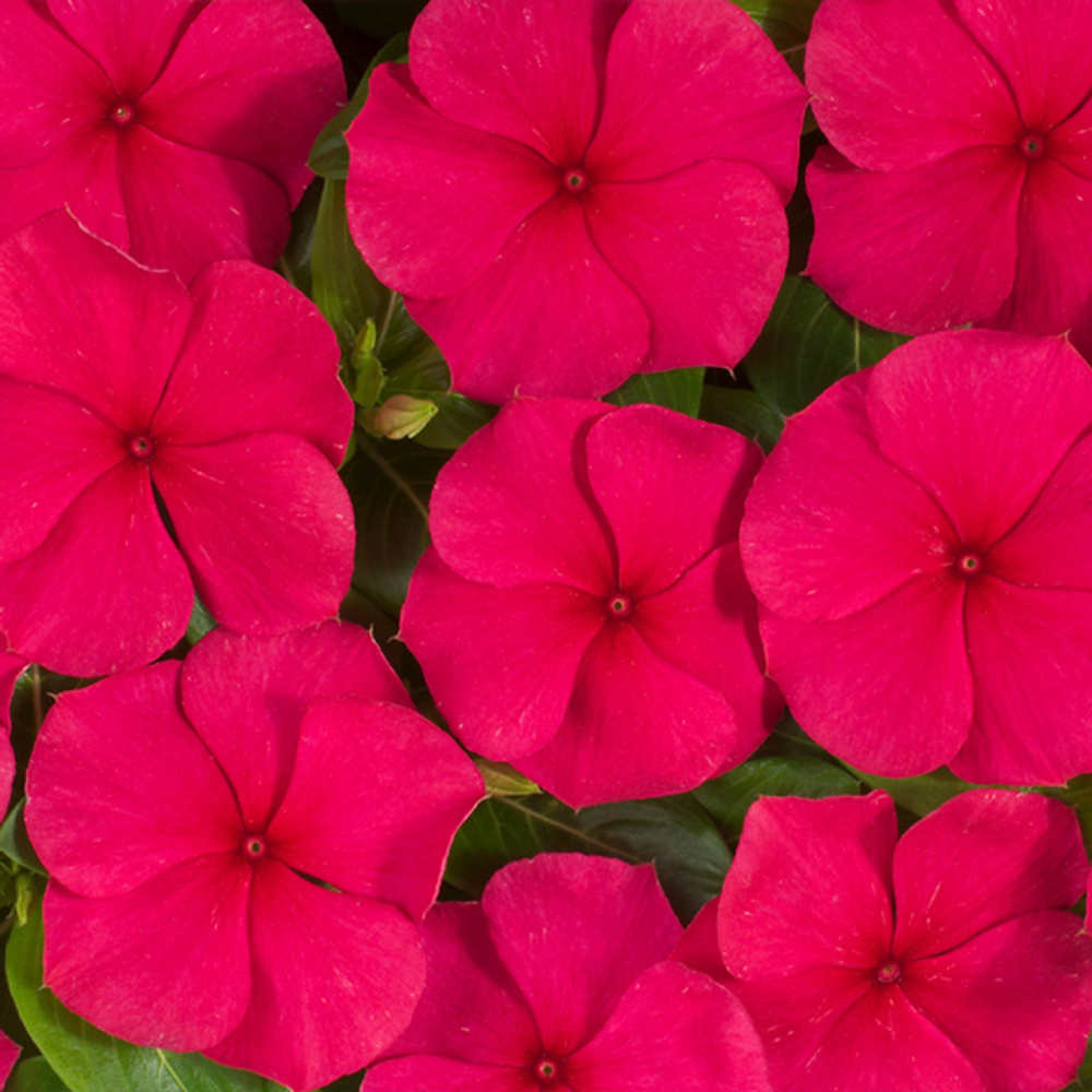 Катарантус Хитвэйв Ред (100шт) Витагрин Профи