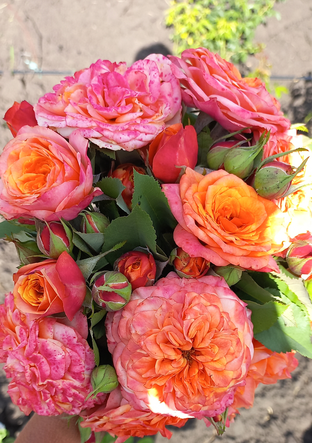 ЛА ВИЛЛА КОТТА (La Villa Cotta )