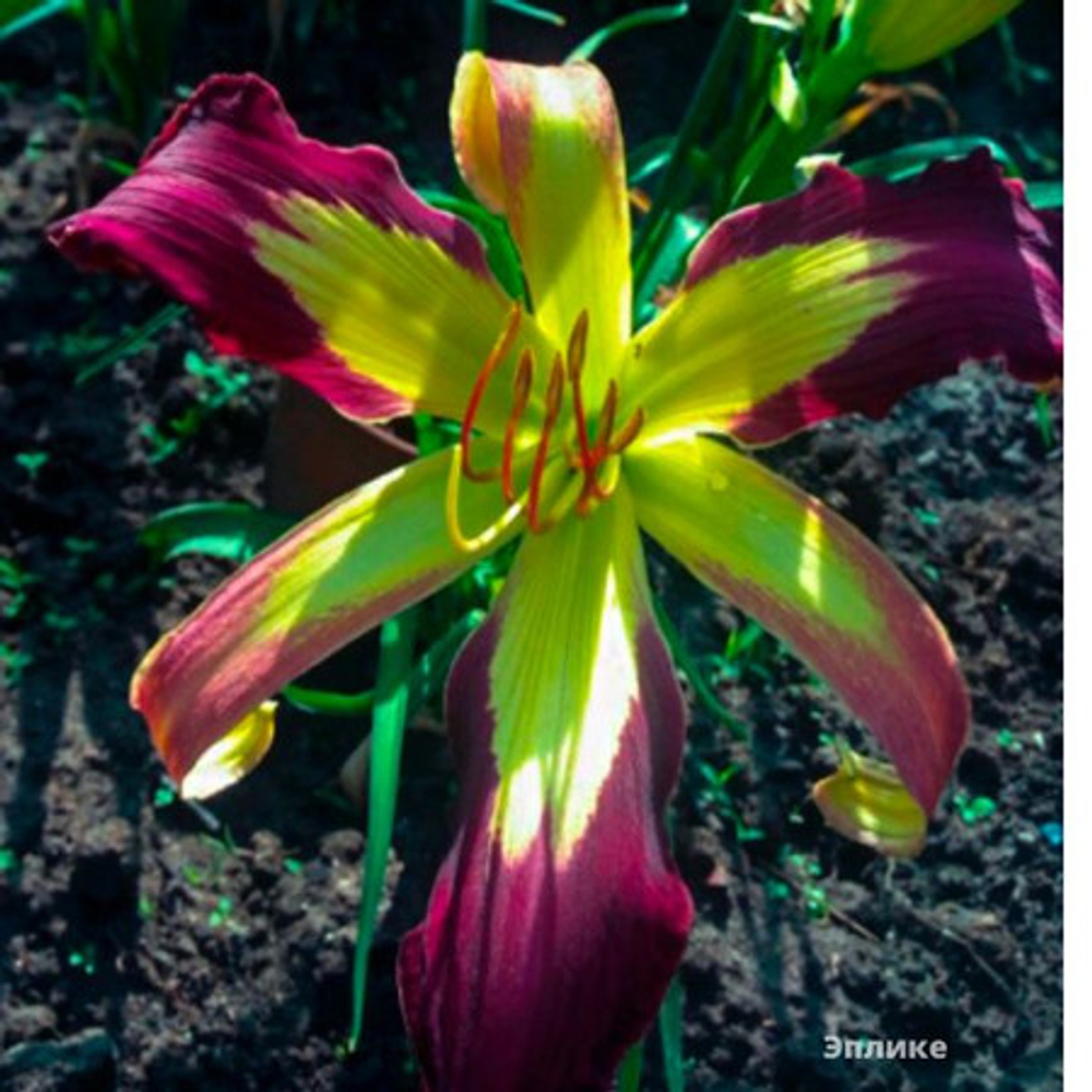 Лилейник гибридный Эплике С2