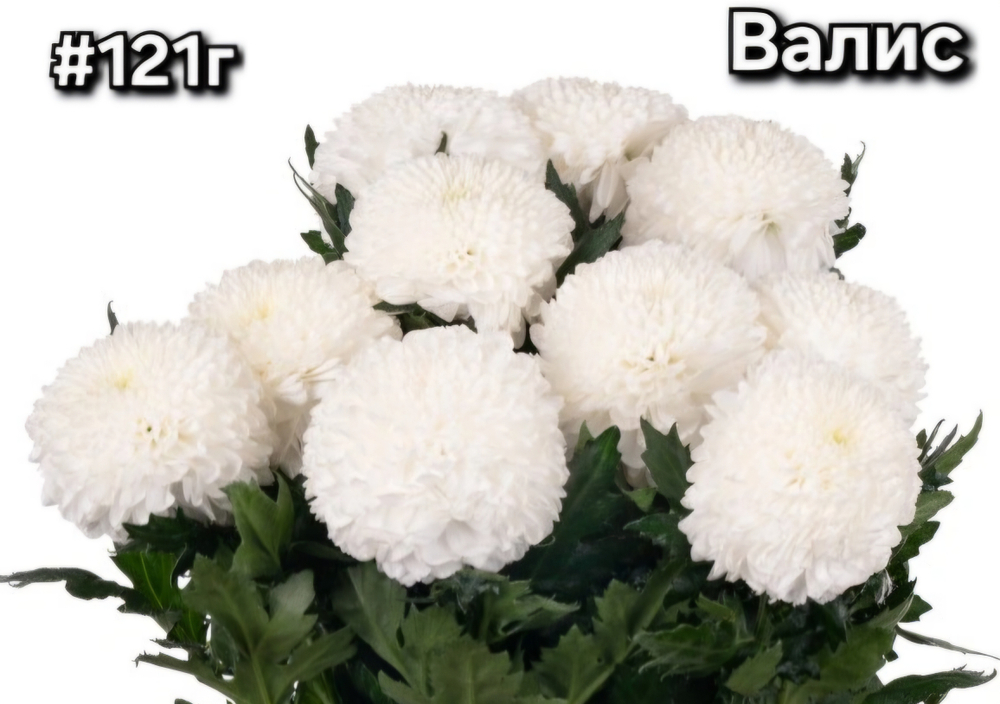 САЖЕНЦЫ ХРИЗАНТЕМЫ ГОРШЕЧНАЯ № 121 ВАЛИС