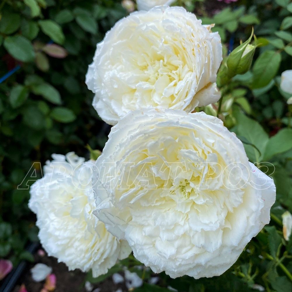 Шилаби (Shilabe)