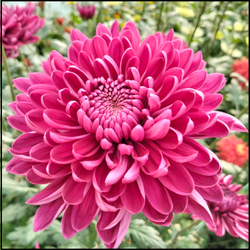 Хризантема одноголовая Loch Sevan /о.31/весна 2026г/