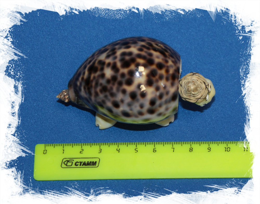 Черепашка из ракушек