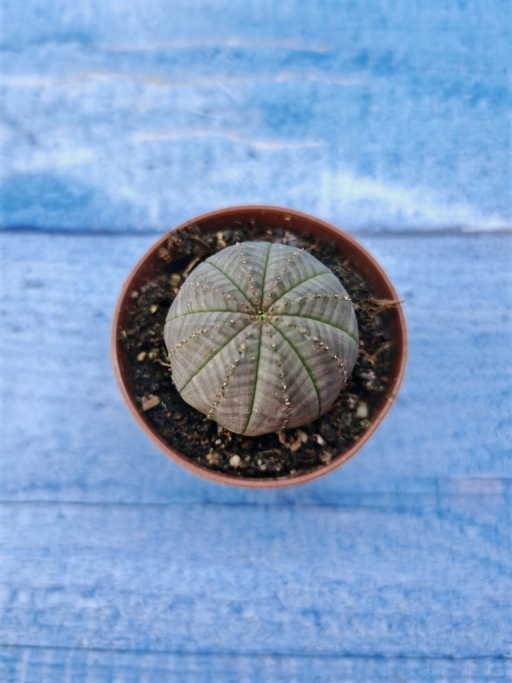 Euphorbia Obesa (Эуфорбия)