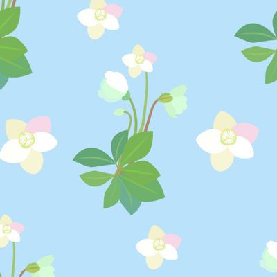 МОРОЗНИК - РОЖДЕСТВЕНСКАЯ РОЗА