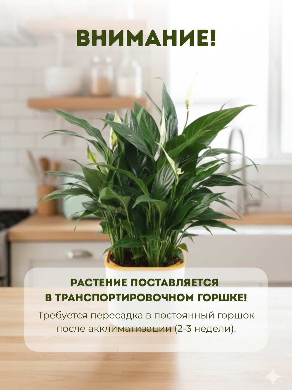 Спатифиллум Light Luxury Crown