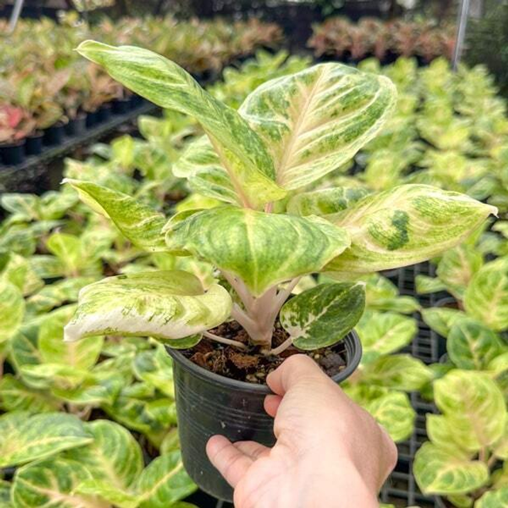 Аглаонема GOLDEN COIN