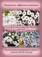 Гипсофила ясколковидная Плена многолетняя