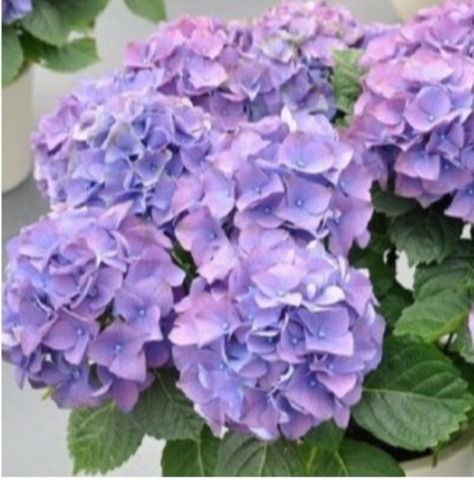 Гортензия крупнолистовая ЭРЛИ БЛЮ (Hydrangea macrophylla 