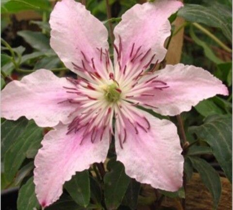 Клематис крупноцветковый Пинк Фентези