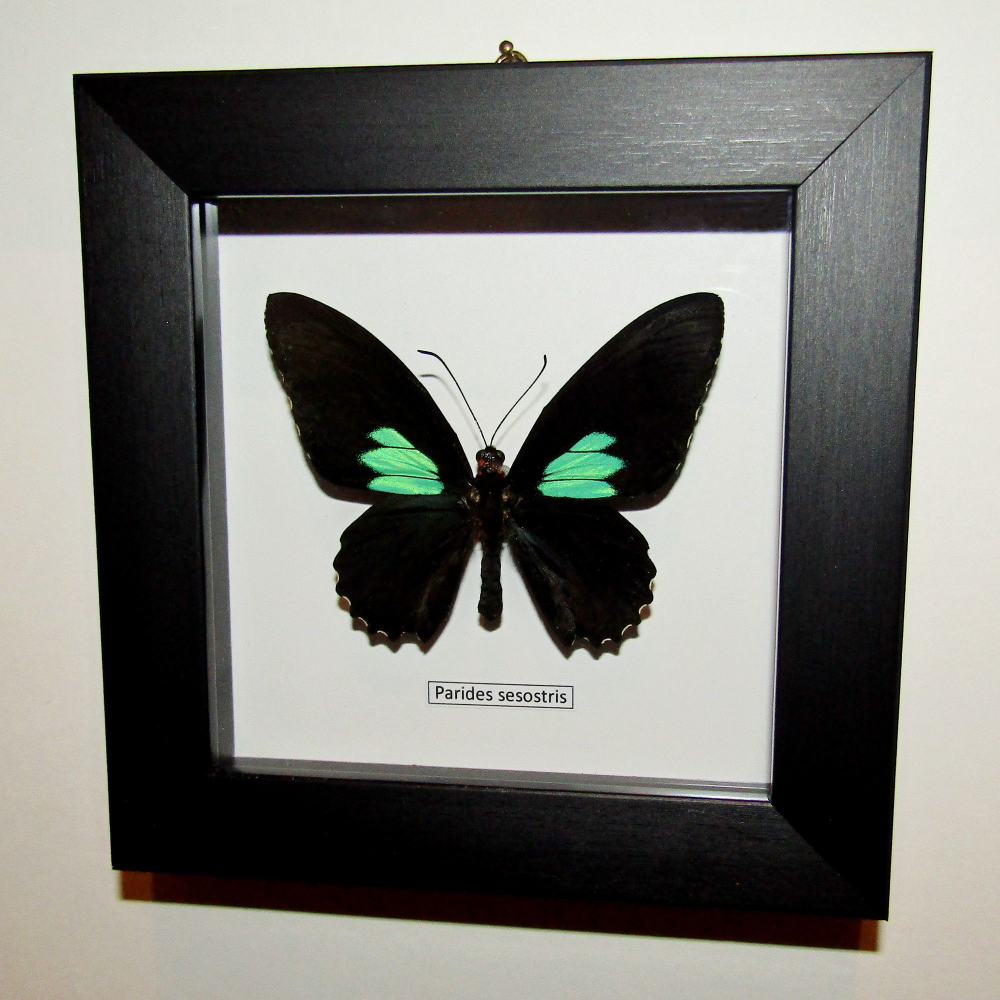 Бабочка Parides sesostris рамке