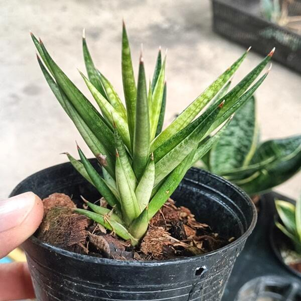 Сансевиерия FRANCISII