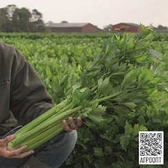 Мамбо F1 семена сельдерея черешкового (Bejo / Бейо)