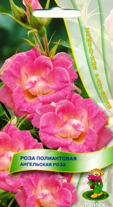 Роза полиантовая Ангельская роза 5шт Поиск