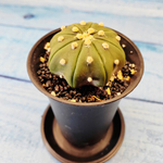 Astrophytum Asterias (Астрофитум)