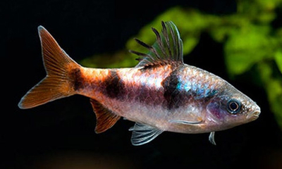 Барбус Тамирабарани