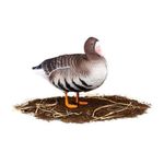 Комплект чучел Белолобый (10шт) S-XPE B622-3D "North Way"