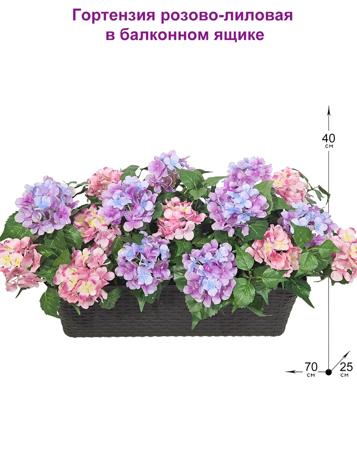 Гортензия розово-лиловая 70см в балконном ящике