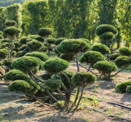 Ниваки Сосна "Sylvestris"