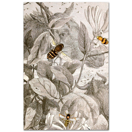 Двукрылые, ил. XXIV. Жюль Ротшильд