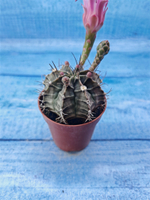 Gymnocalycium Friedrichii (Гимнокалициум)