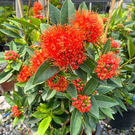 Ксантостемон оранжевый