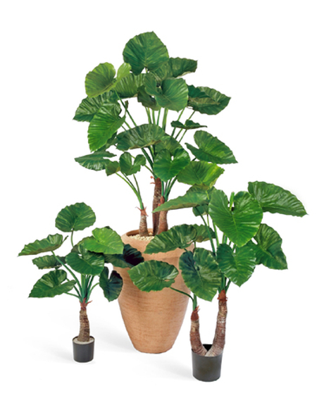 Алоказия Калидора