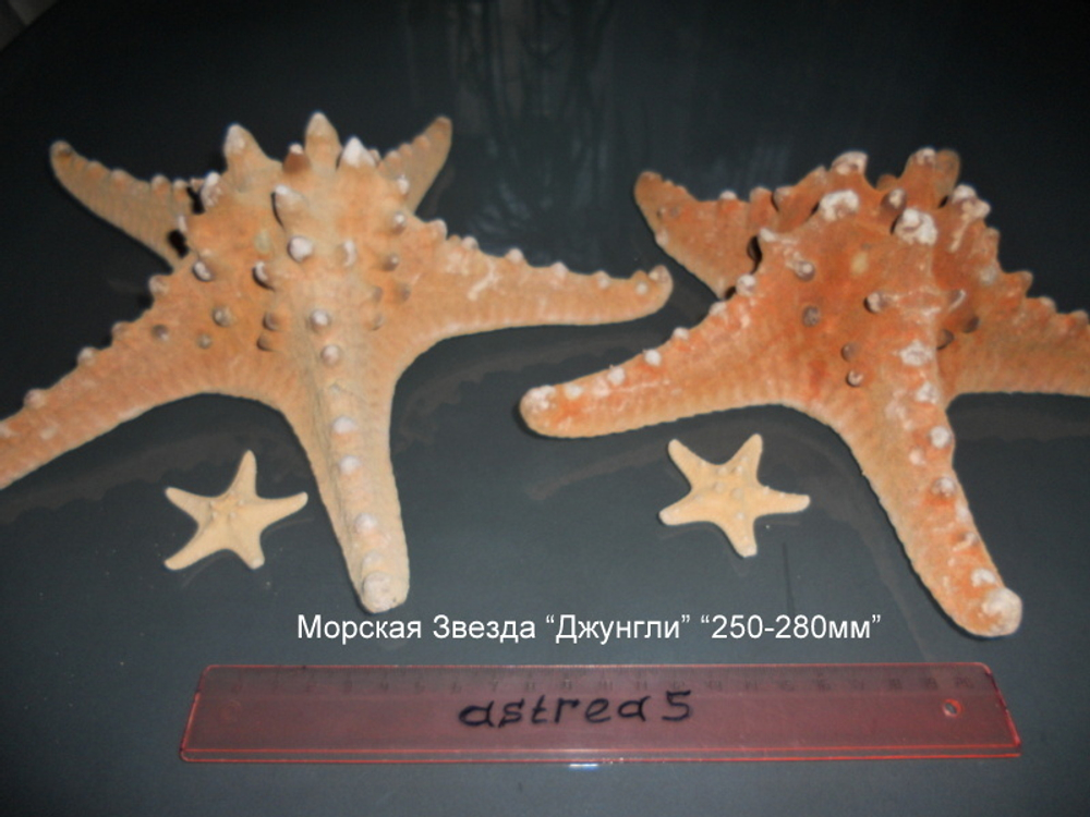 Морская звезда "Джунгли" (50-140-240..260 мм)