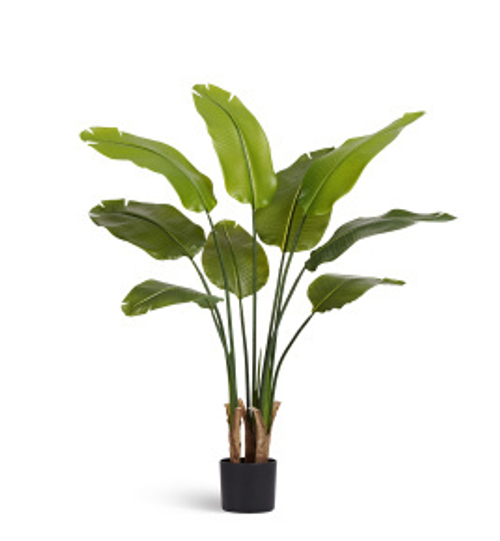 Стрелиция New Style (Sensitive Botanic)