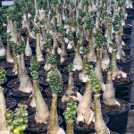 Адениум DHA ROSE LEAF привитый