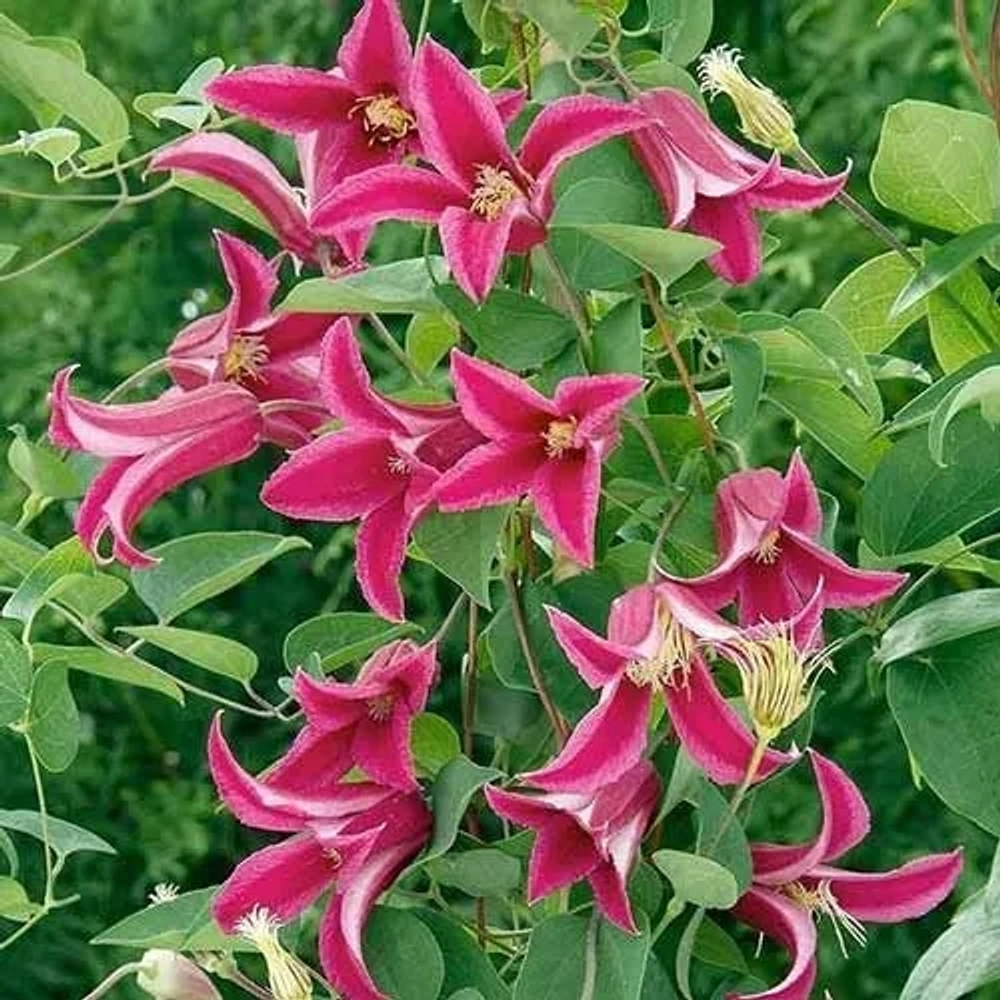 Клематис Принцесса Диана  Стандарт поставки Р9