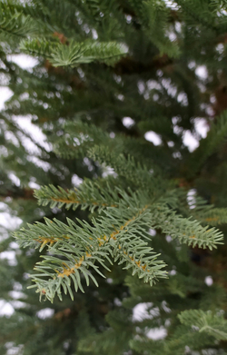 Ель Французская 260см 100% литая зеленая Black Box