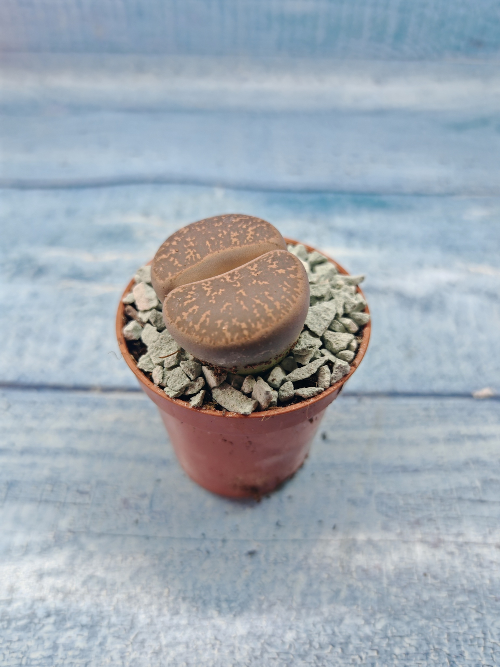 Lithops sp. (Литопсы)
