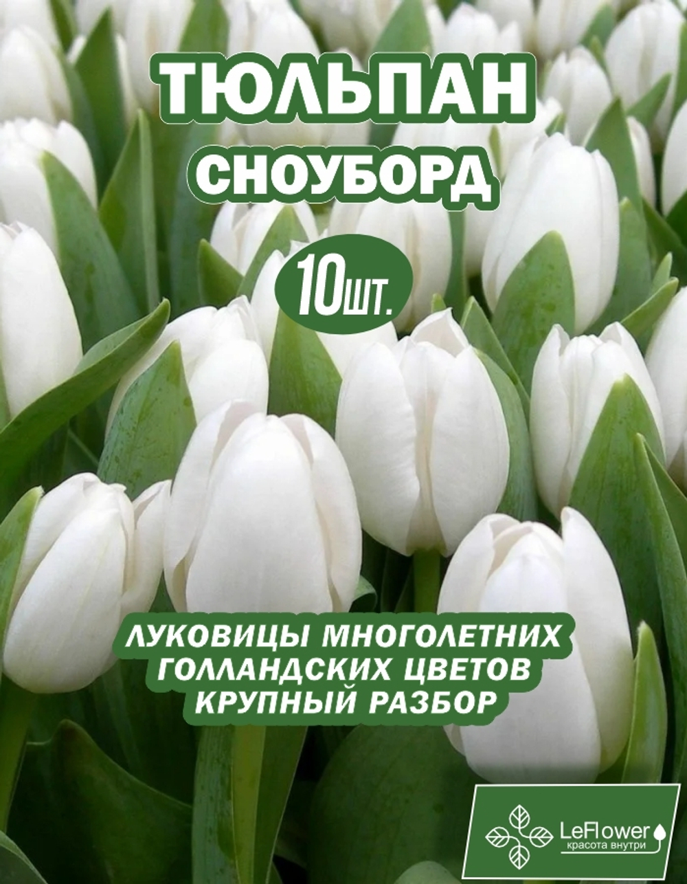 Тюльпан Луковица, сноуборд, 10шт