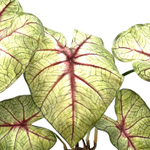 Каладиум куст с корнем 45 см